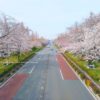 国立・大学通りの桜並木