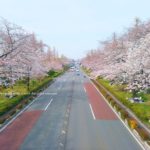 国立・大学通りの桜並木